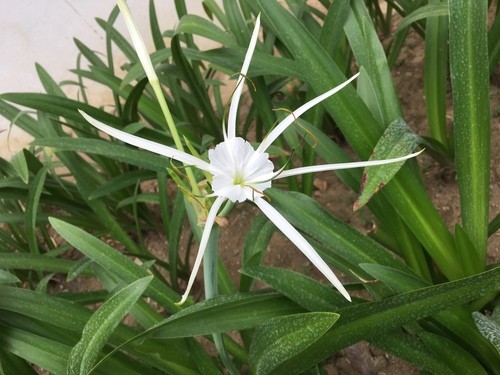 Beach spider lily - Hymenocallis littoralis (Care, Characteristics, Flower,  Images)