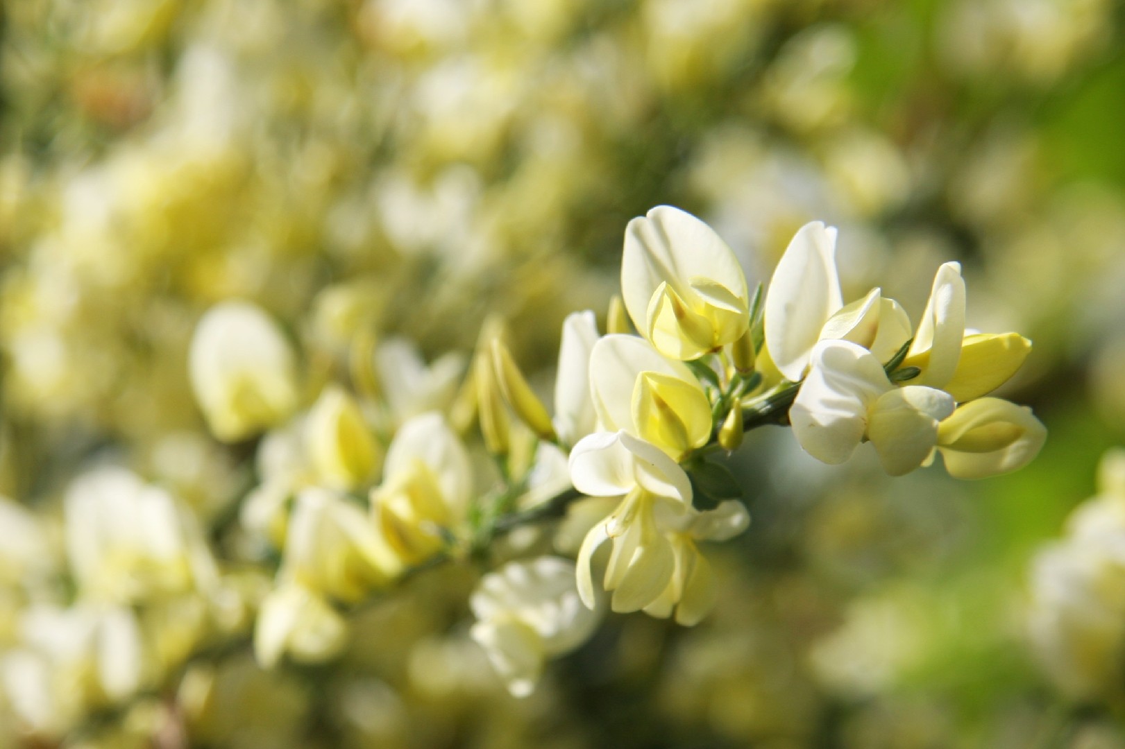 白花エニシダ (Cytisus praecox) - PictureThis