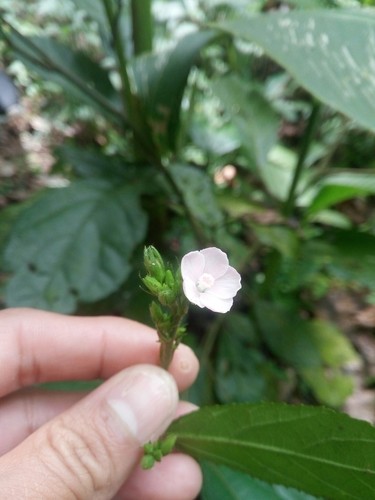 Pavonia schiedeana PictureThis