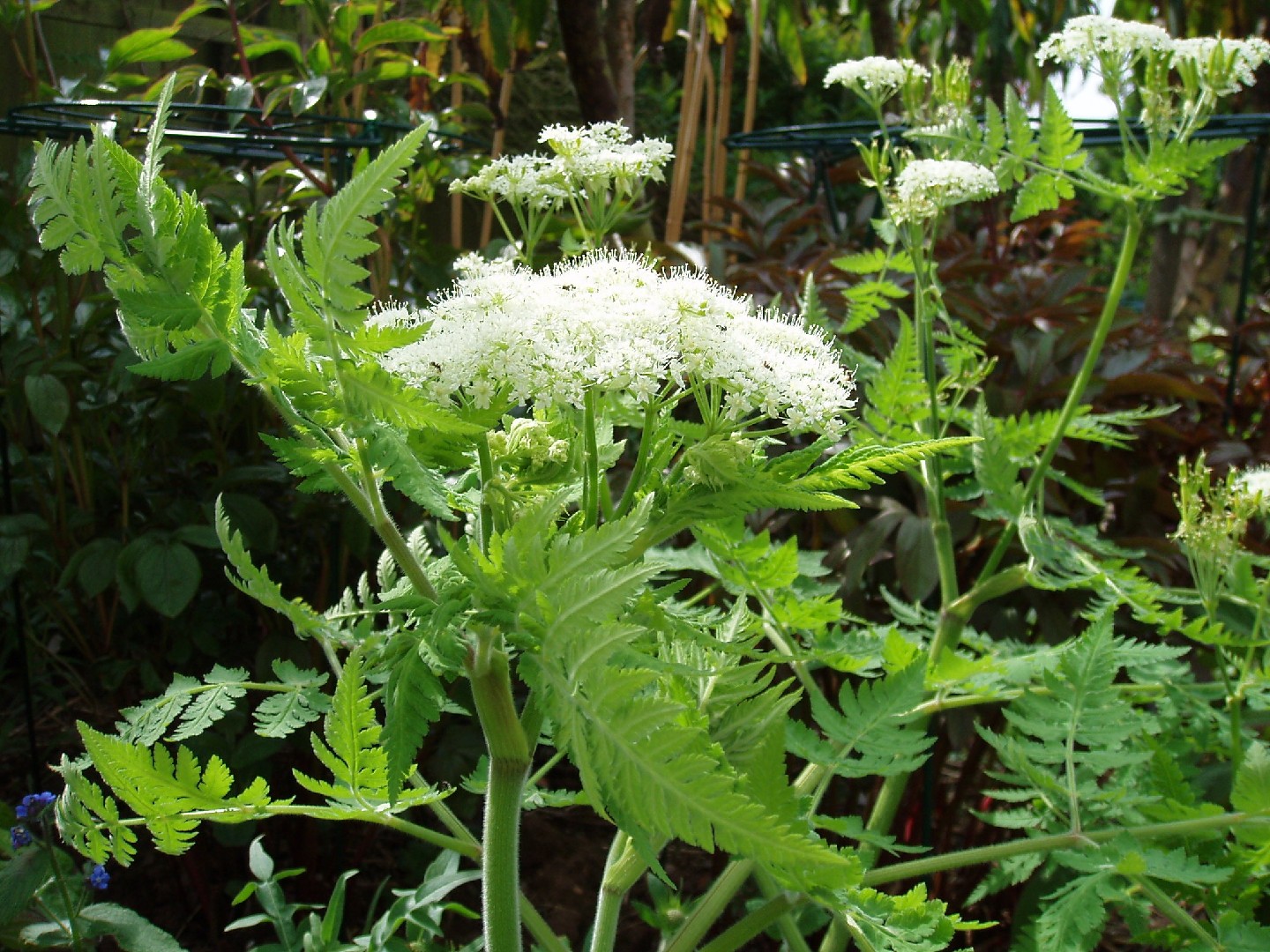 Finocchiella, Odorata Del Myrrhis Immagine Stock - Immagine di