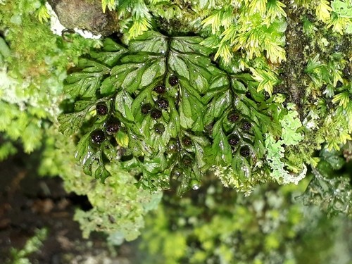 Hymenophyllum cupressiforme PictureThis