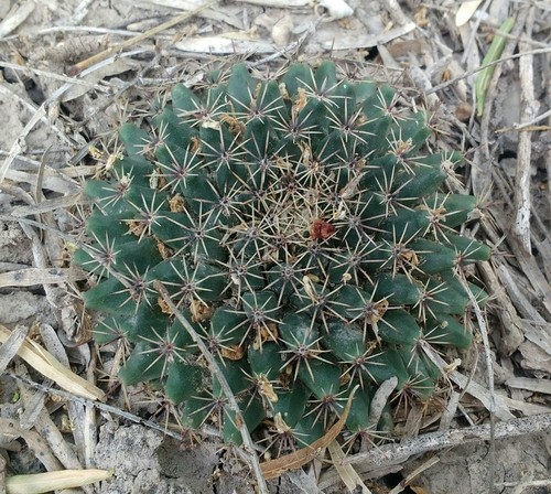 Little nipple cactus (Mammillaria heyderi) - PictureThis