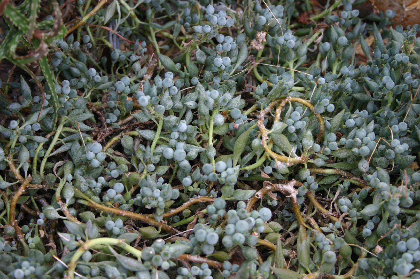 Senecio rowleyanus (Senecio citriformis) - PictureThis