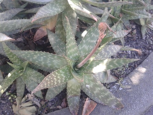 aloe vera hair styling gel Aloe Vera Hair Gel | Rahua main image 1
