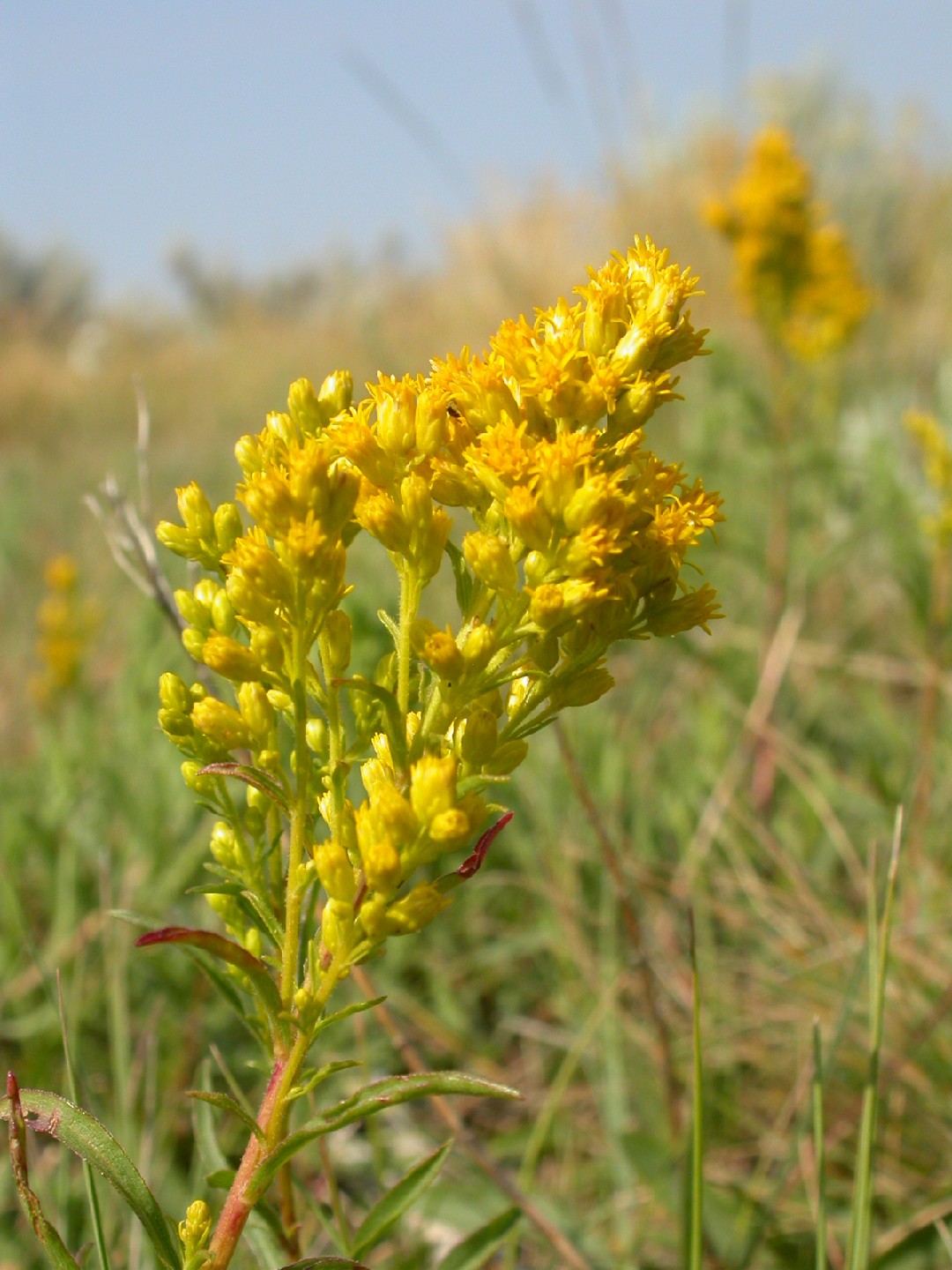 Vara de oro de la pradera (Solidago missouriensis) PictureThis