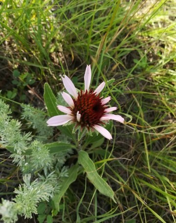 Semi Di Echinacea Angustifolia - Confezione Da 30 Semi, Pianta Officinale Immunostimolante - Foto 5