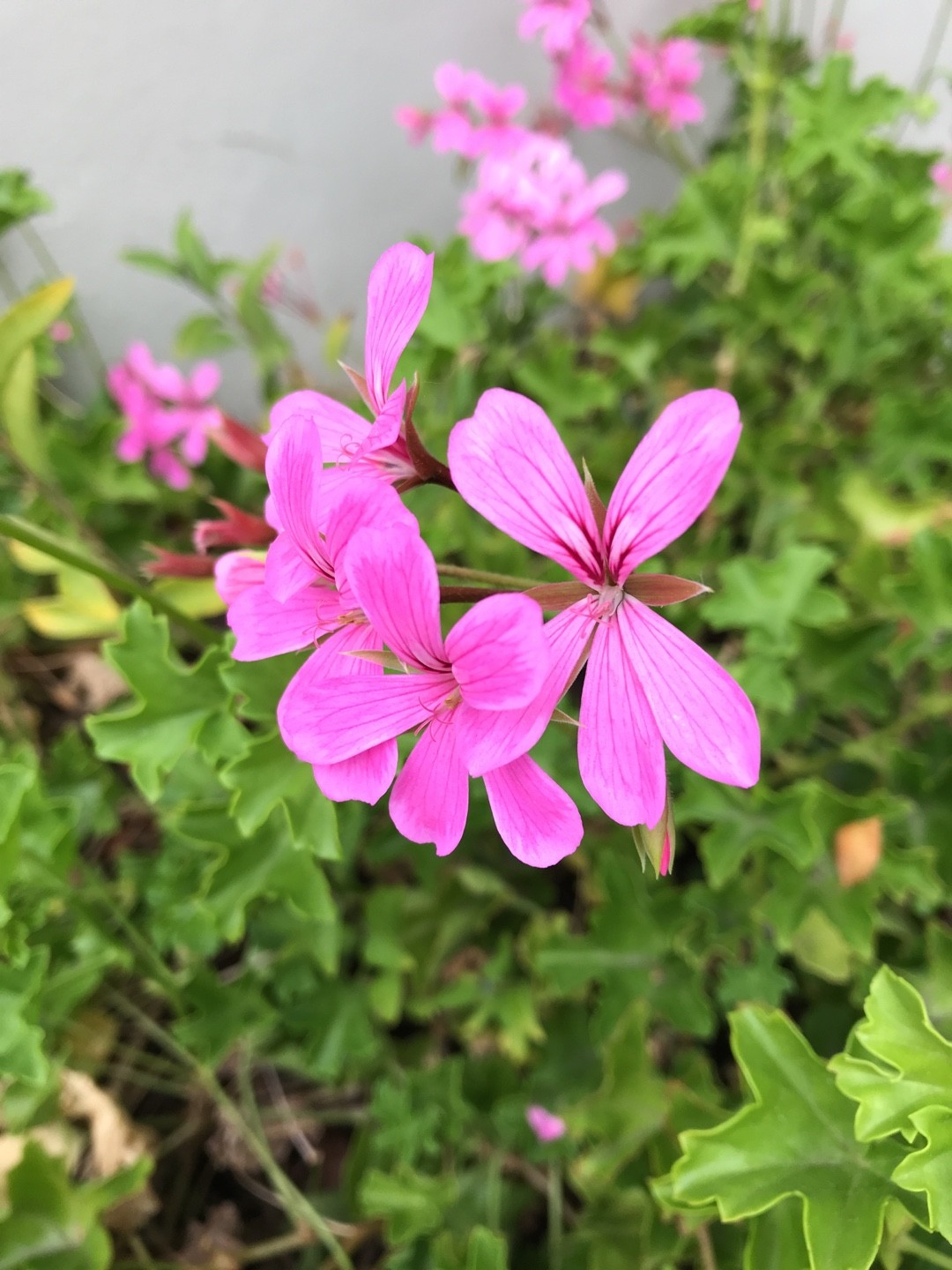So identifizierst du Efeu-pelargonie (Pelargonium peltatum)