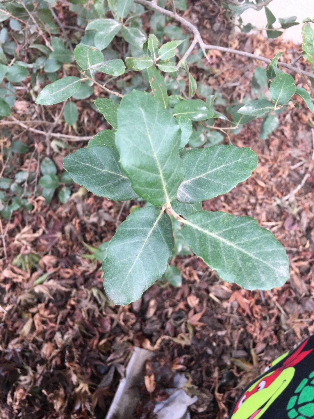 【現品】コルクの木　コルクガシ　樫の木　Quercus subur　8号　Ⅱ 現品】コルクの木 コルクガシ 樫の木 Quercus subur 8号 Ⅱ