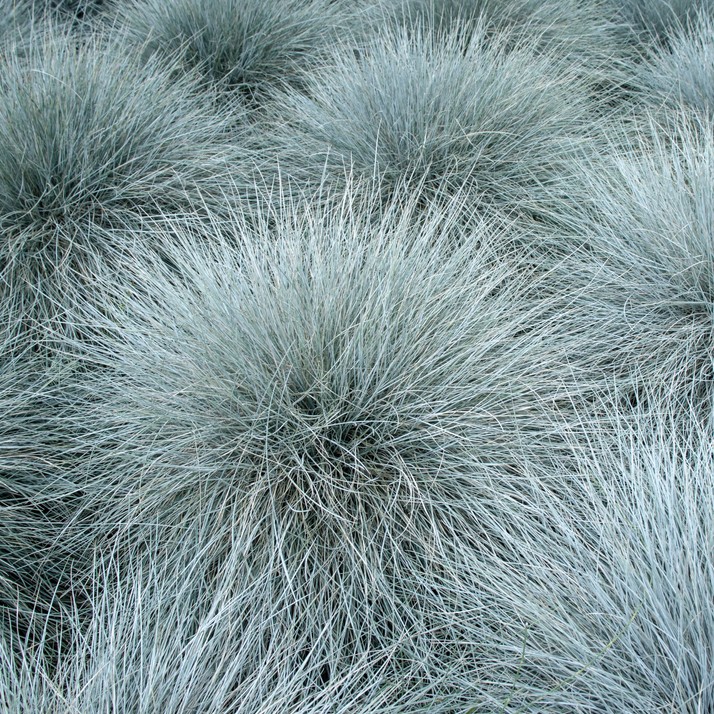 Festuca Glauca Intense Blue Festuca Glauca Intense Blue
