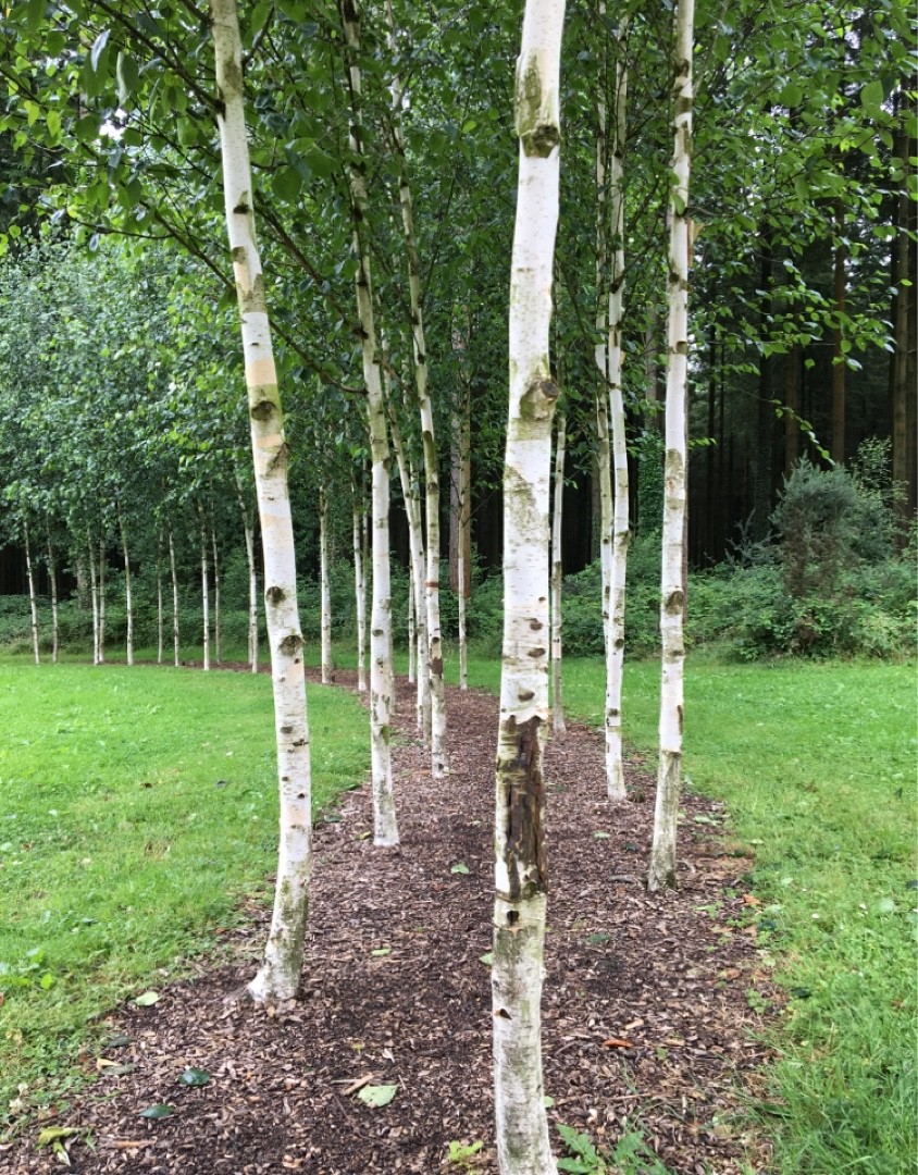 シラカバ (Betula pendula subsp. mandshurica) 花言葉,毒性,よくある質問 - PictureThis