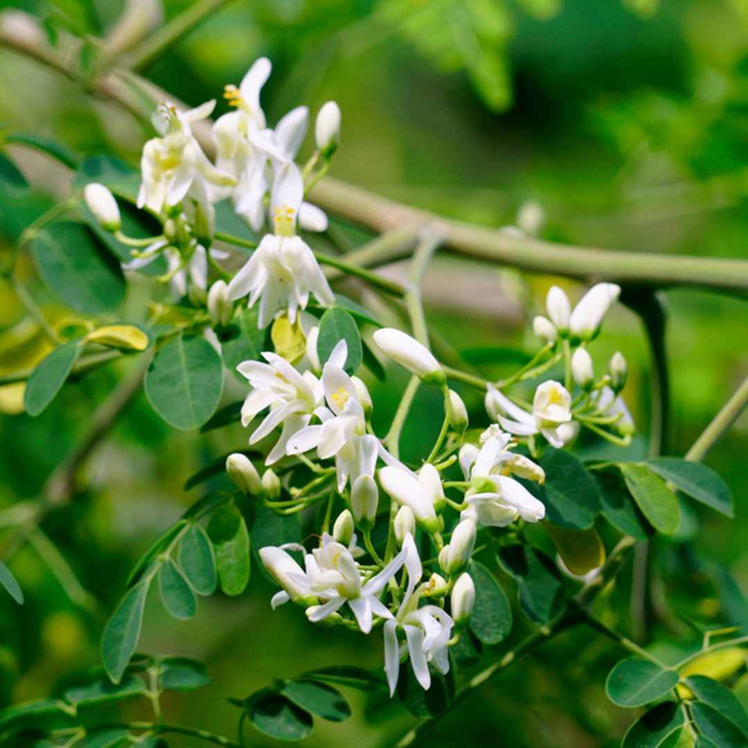 Moringas (Moringa)