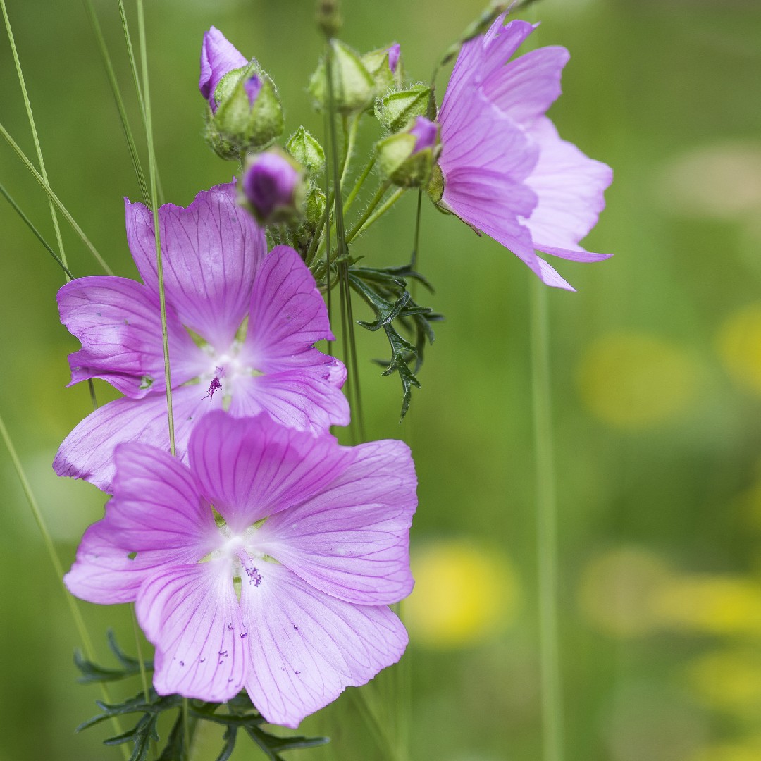 Como você cultiva malva-cheirosa partir de uma semente? - PictureThis