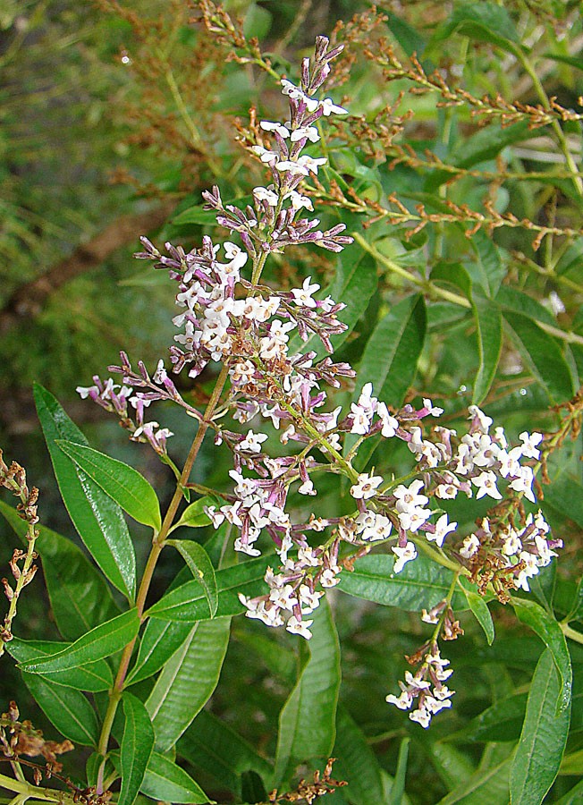 Cedrón (Aloysia citrodora) - PictureThis