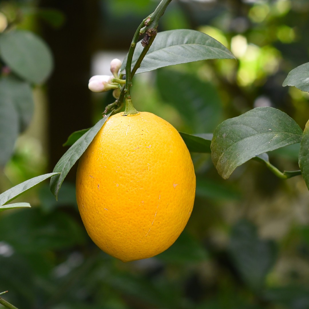 キンカン (Citrus japonica) 花言葉，毒性，よくある質問 PictureThis