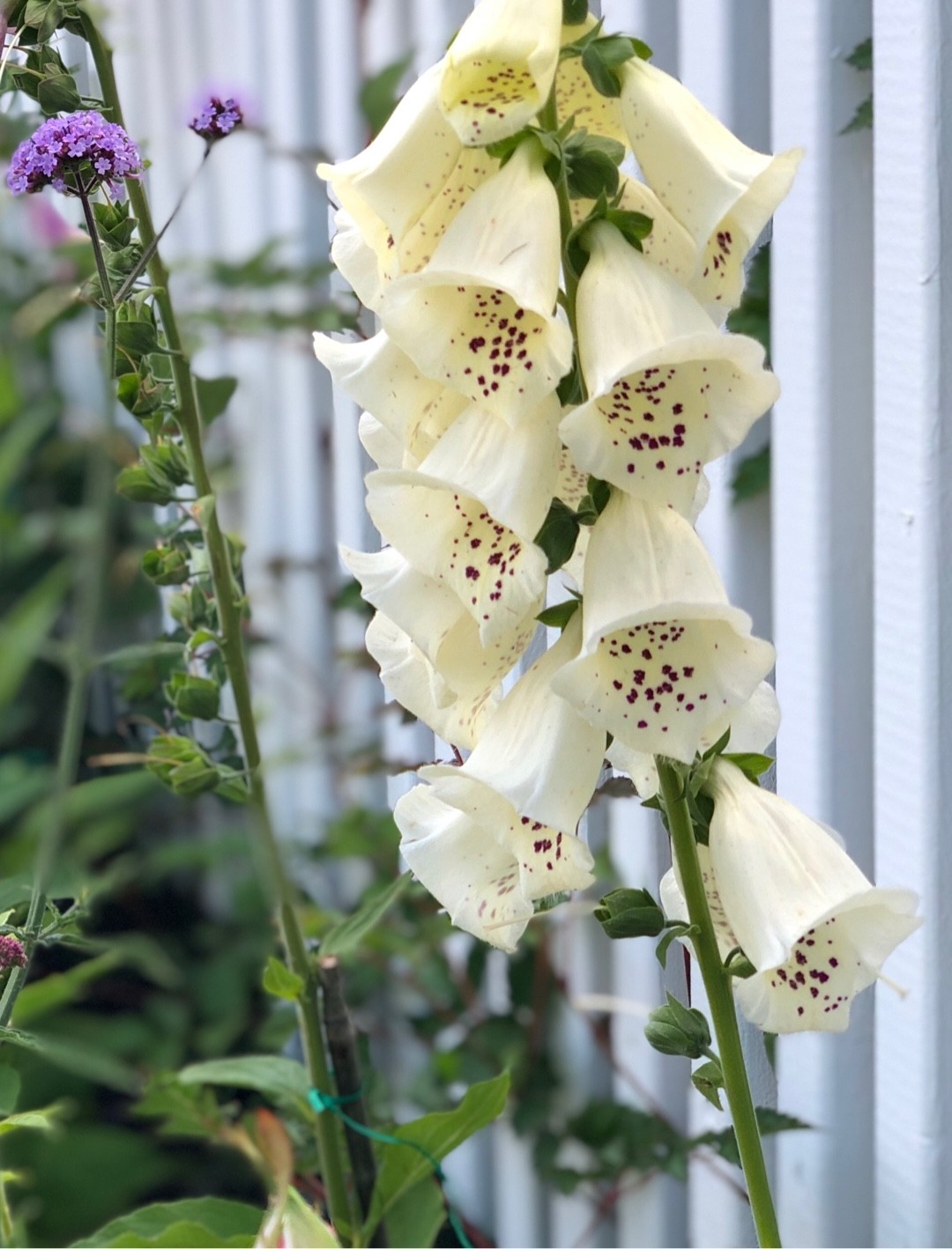 Digitalis purpurea 'Dalmatian Creme' PictureThis