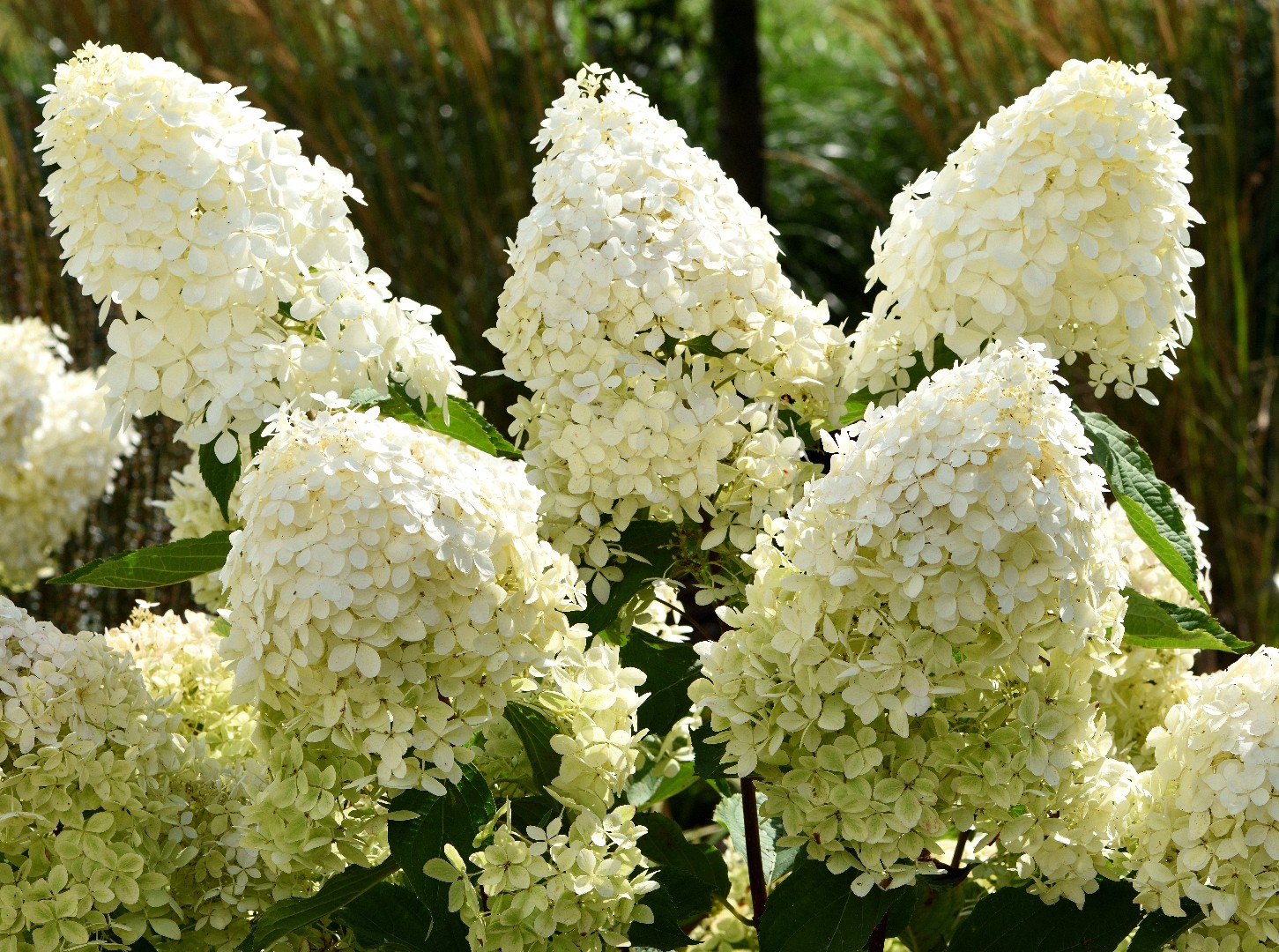 Hydrangea Paniculata Phantom PictureThis Hydrangea Paniculata Phantom PictureThis