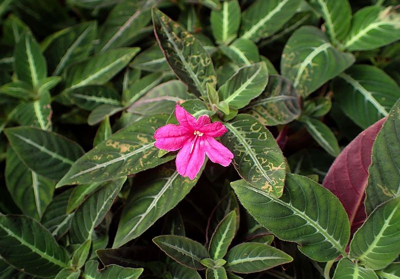 Monkey plant - Ruellia makoyana (Care, Characteristics, Flower, Images)