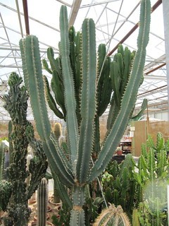 Mandacaru - Cereus jamacaru (Care, Characteristics, Flower, Images)