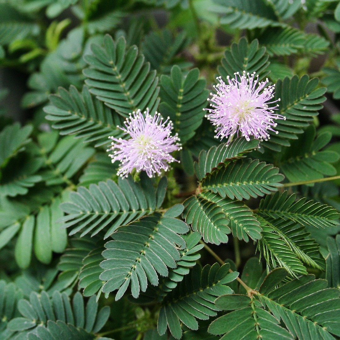 Dormilona (Mimosa pudica) - PictureThis