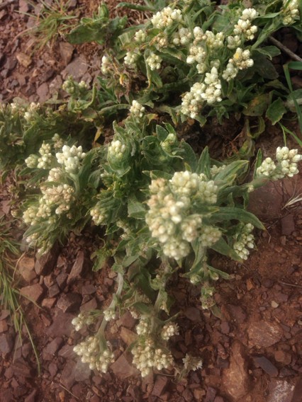Ladies' tobacco (Pseudognaphalium californicum)