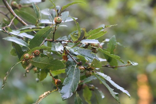 Encino capulincillo (Quercus castanea) - PictureThis