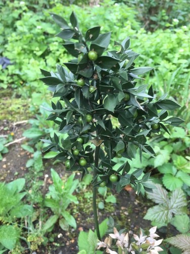 Stacheliger Mäusedorn (Ruscus Aculeatus): Zweig Bestimmen - Stacheliger