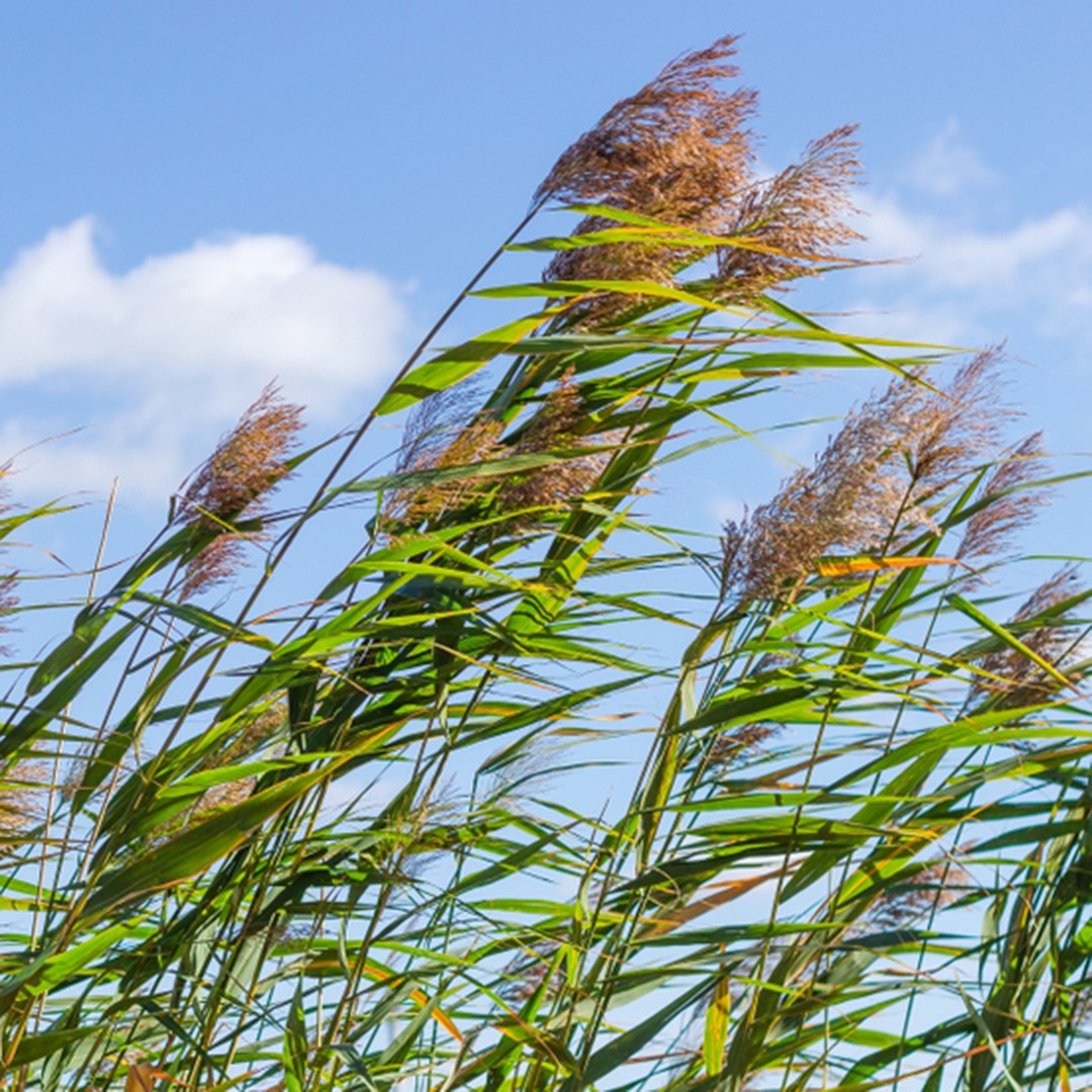 Тростник злаковое растение. Тростник Южный phragmites Australis. Тростник обыкновенный phragmites Australis. Тростник обыкновенный (phragmites communis. Тростник обыкновенный (Очерет).