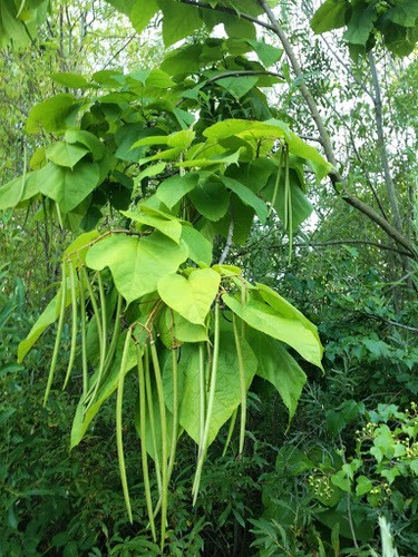 Gewhnlicher Trompetenbaum - Catalpa bignonioides (Pflege, Merkmale, Blume,  Bilder)