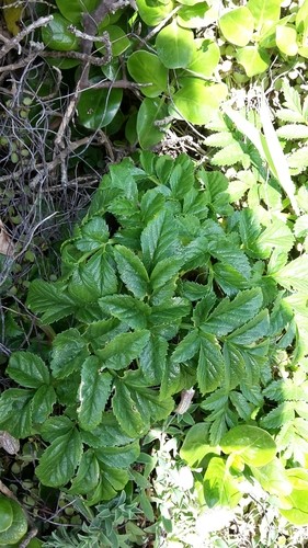 Angelica (Angelica pachycarpa) - PictureThis