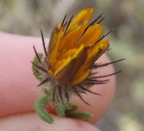 Hirpicium PictureThis