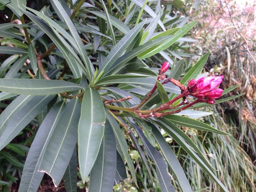 Oleander - Nerium oleander (Care, Characteristics, Flower, Images, Toxic)