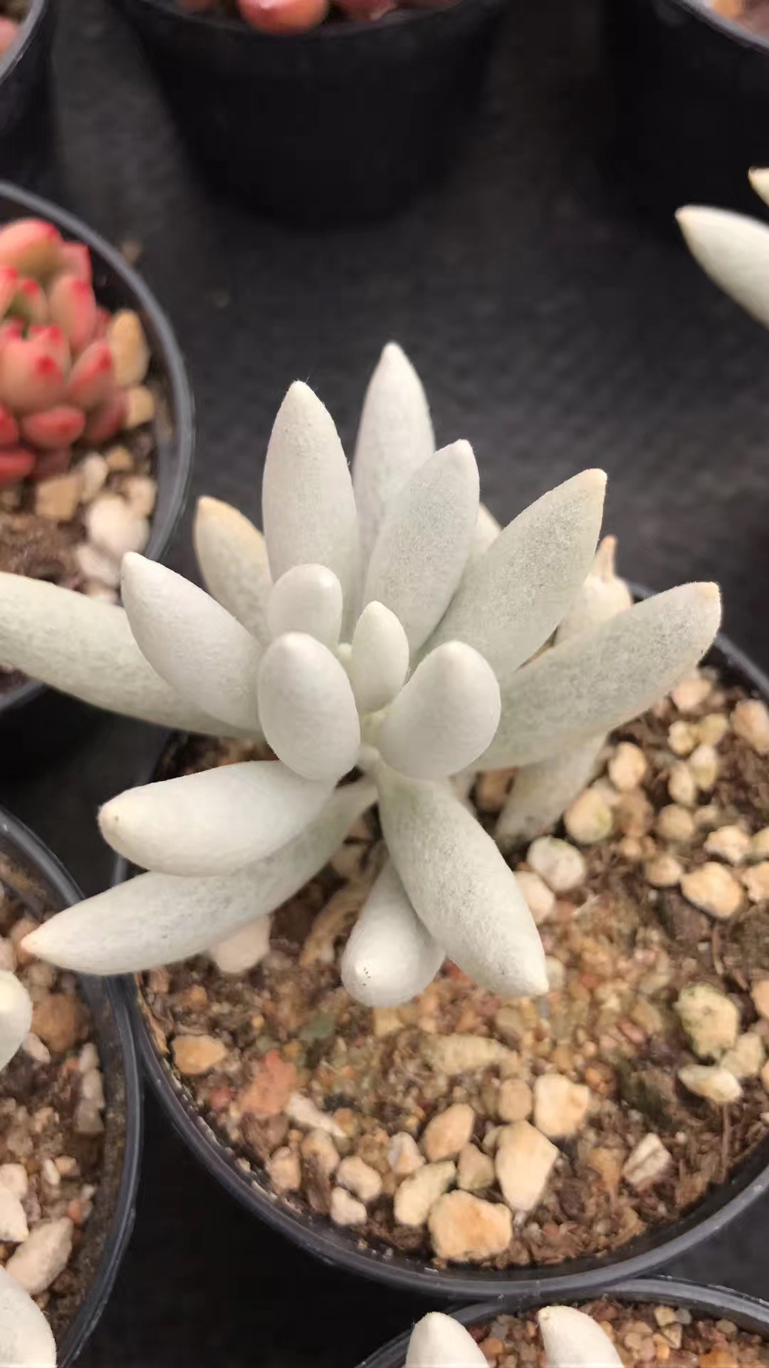 本銀箔 月に植物模様 オフホワイト 多色 銀 袋帯 A761-12 【中古】 Aoki-H-1070】本場筑前博多織 八寸織名古屋帯 乳白色 献上柄（証紙付