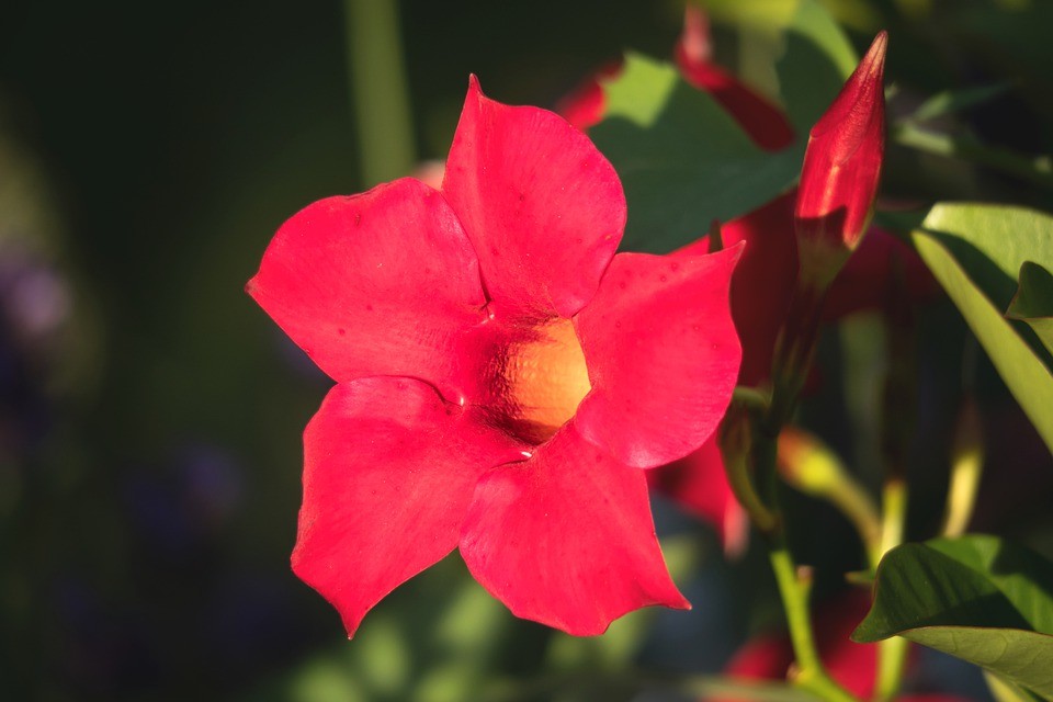 Jazmín de Chile (Mandevilla laxa) - PictureThis