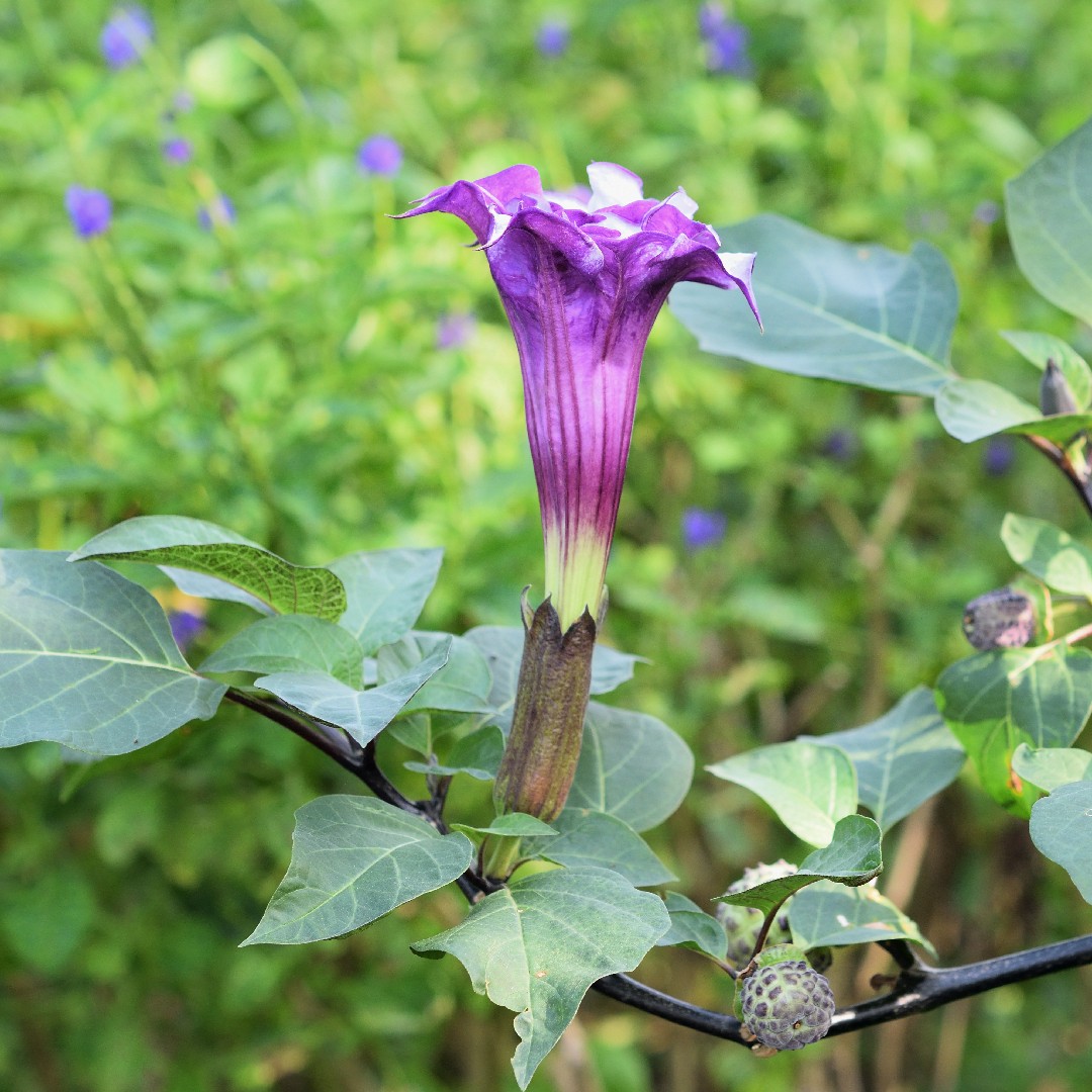 Saia-roxa (Datura metel) - PictureThis