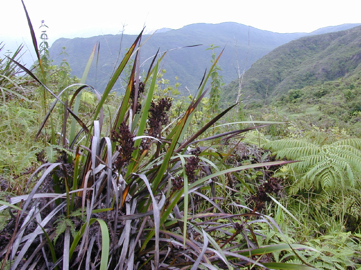 Machaerina PictureThis