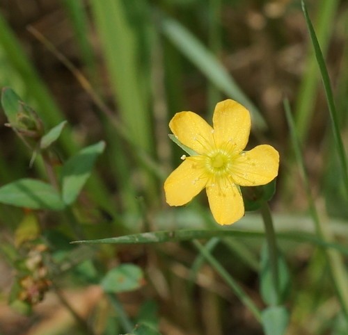 Hypericum gramineum PictureThis