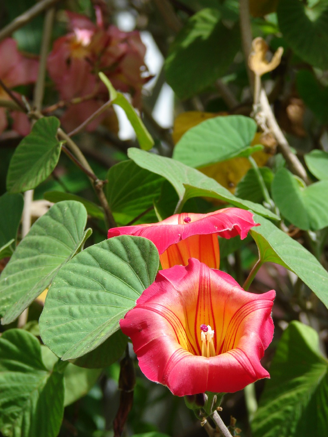Stictocardia tiliifolia PictureThis
