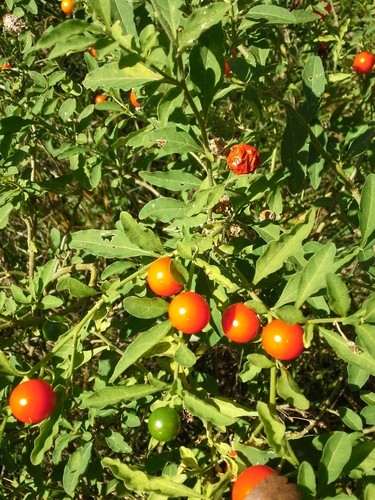 Jerusalem cherry - Solanum pseudocapsicum (Care, Characteristics,  Symbolism, Images, Toxic)