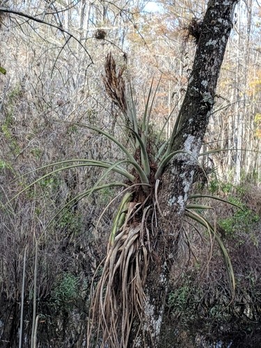Airplants - Tillandsia (Taxonomy, Characteristics, Distribution, Images)