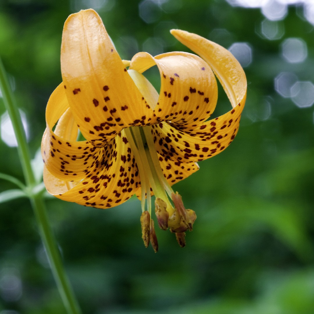 Lirio de Columbia (Lilium columbianum) - PictureThis