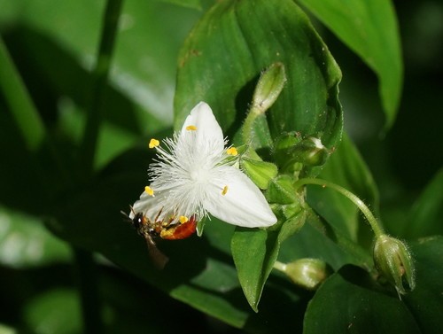 Small-leaf spiderwort (Tradescantia fluminensis) Flower, Leaf, Care ...