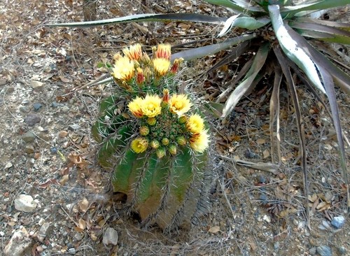 Fishhook barrel cactus (Ferocactus herrerae) Flower, Leaf, Care