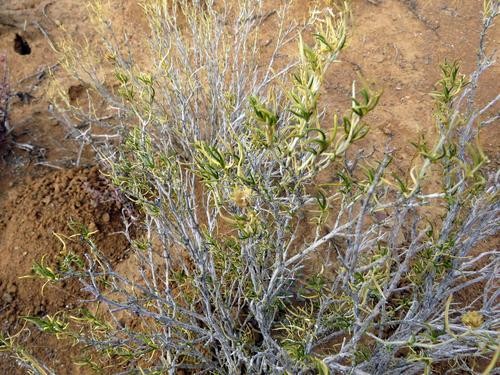 Pteronia pallens PictureThis