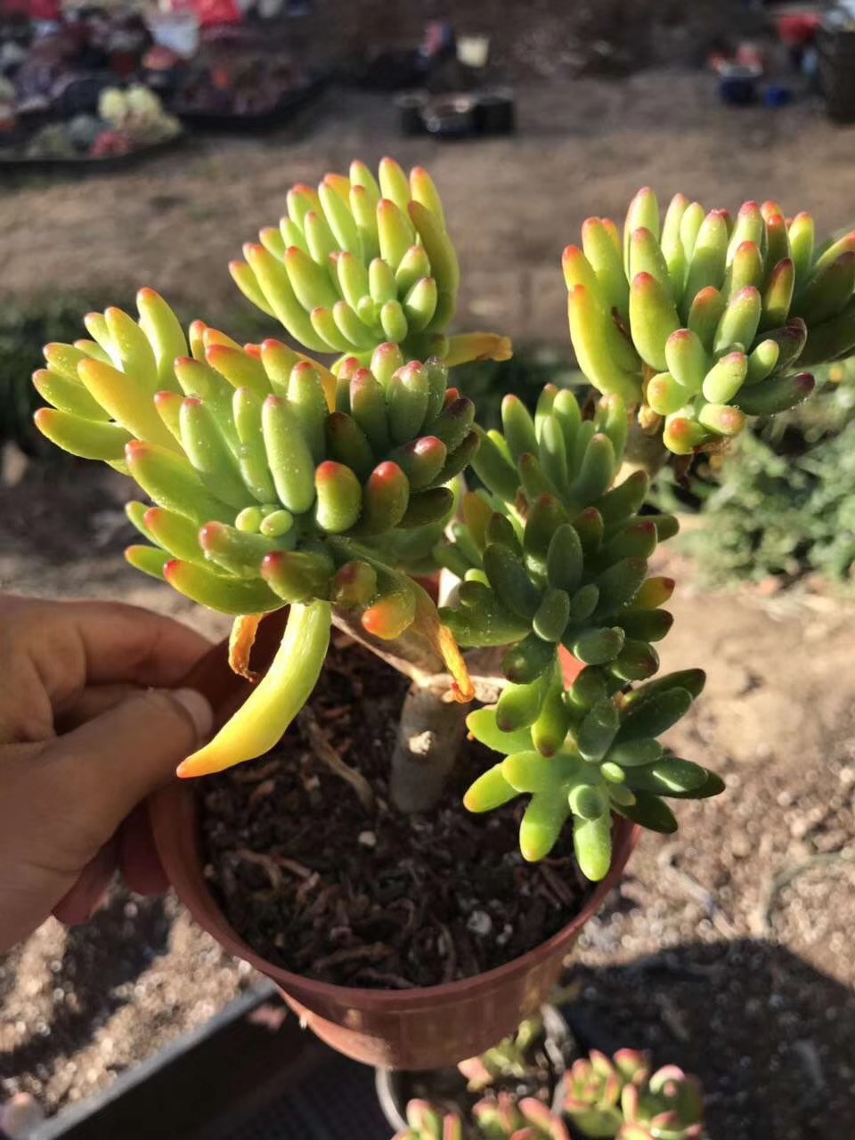 Cómo cultivar y cuidar una Sedum Corynephyllum, image size:960x1280