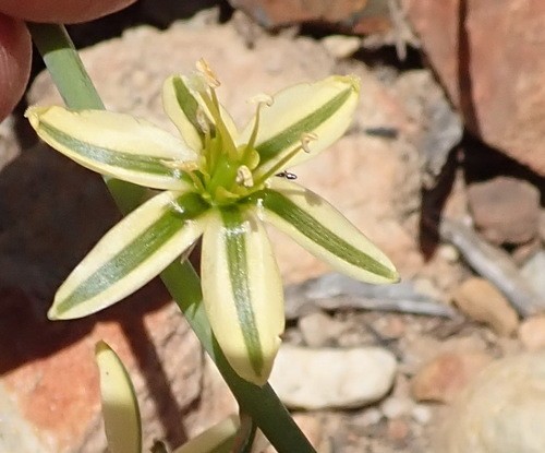Albuca suaveolens PictureThis