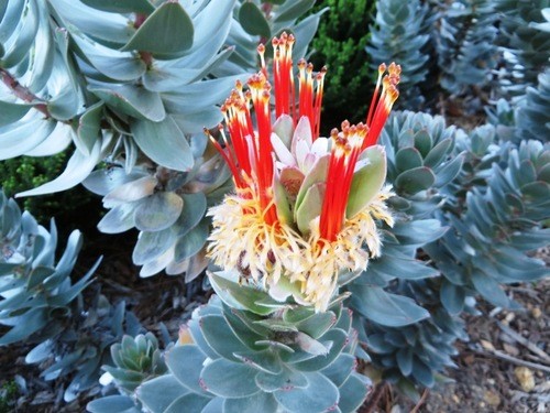 Mimetes hottentoticus PictureThis