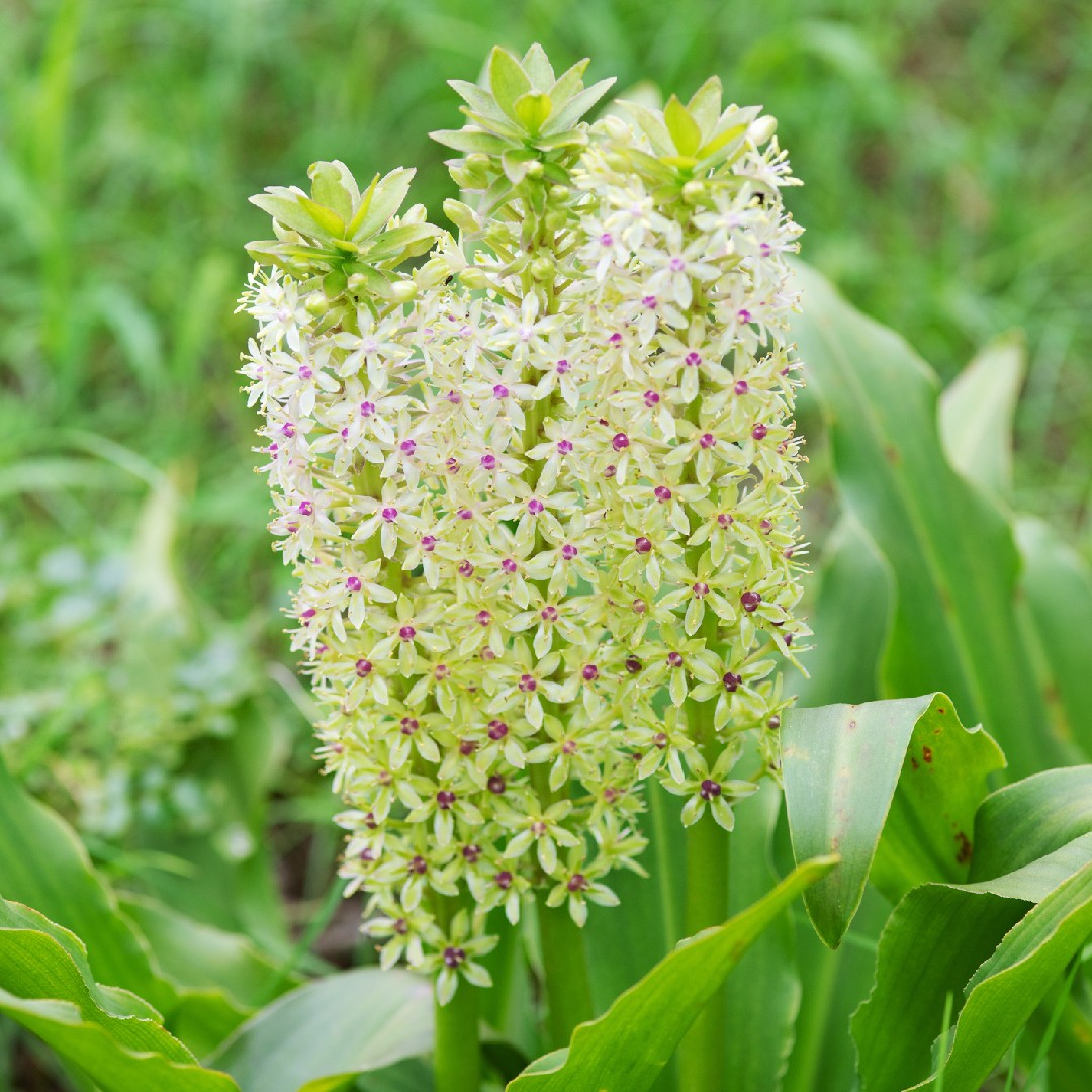 Eucomis comosa - PictureThis