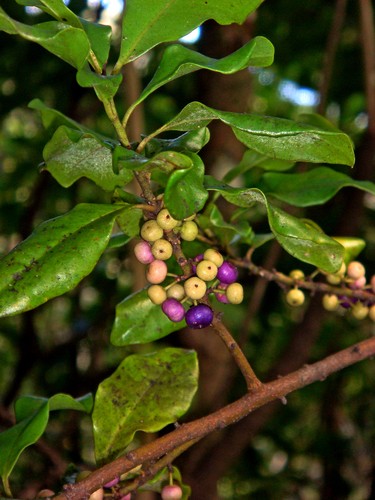 Myrsine kermadecensis PictureThis