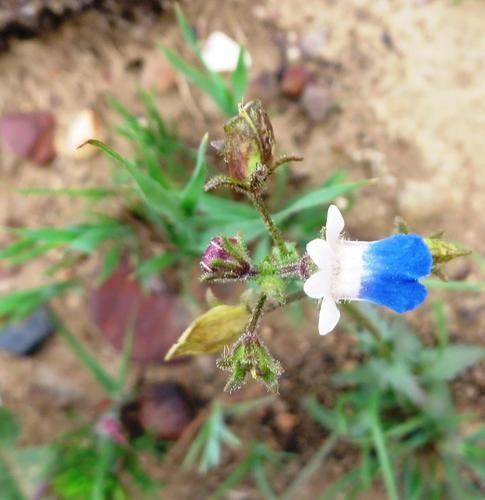 Nemesia barbata PictureThis
