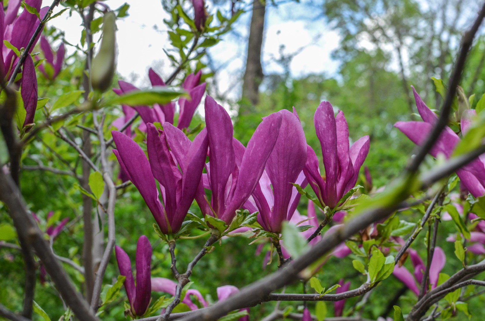 purple magnolia tree